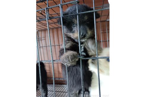 成約済の岩手県のミックス犬-376346の2枚目