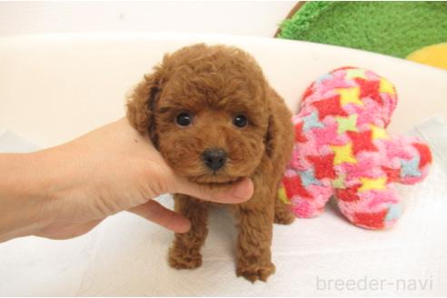 成約済の大阪府のトイプードル-379001の2枚目