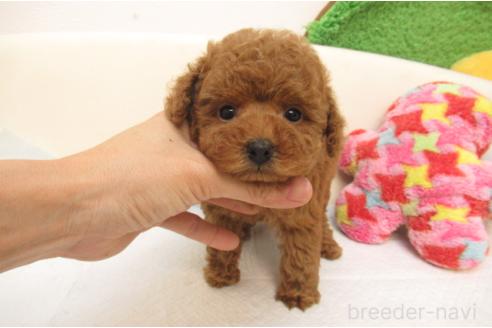 成約済の大阪府のトイプードル-379001の1枚目