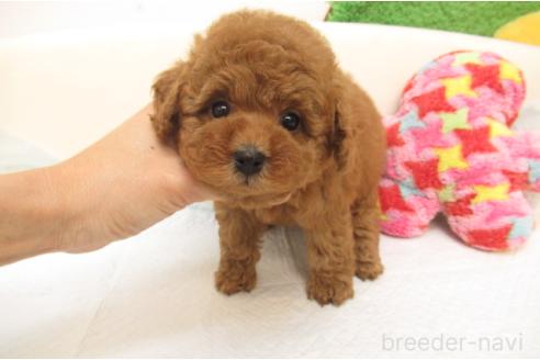 成約済の大阪府のトイプードル-379003の1枚目