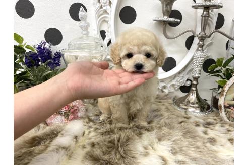 成約済の京都府のティーカッププードル-379259の7枚目