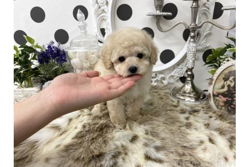 成約済の京都府のティーカッププードル-379259の5枚目