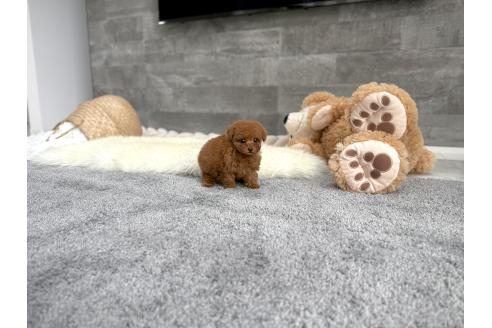 成約済の滋賀県のティーカッププードル-379267の3枚目