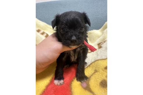 販売中の岡山県のチワプー:チワワ×トイプードル-376693の4枚目