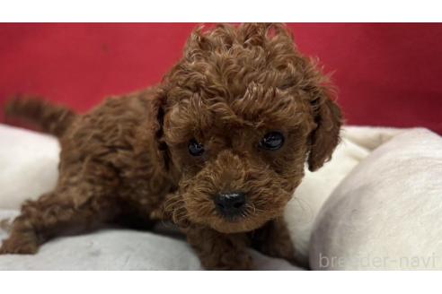 成約済の愛知県のタイニープードル-379280の1枚目