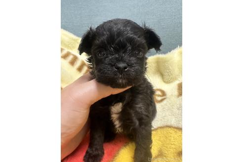 販売中の岡山県のチワプー:チワワ×トイプードル-376694の7枚目