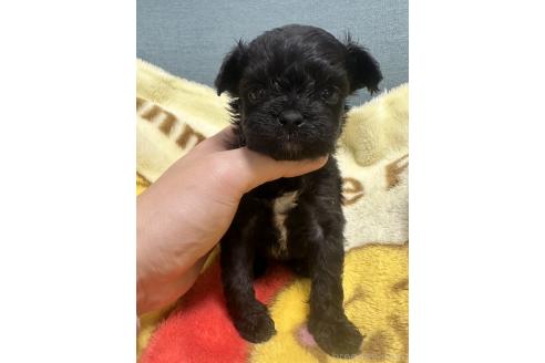販売中の岡山県のチワプー:チワワ×トイプードル-376694の6枚目