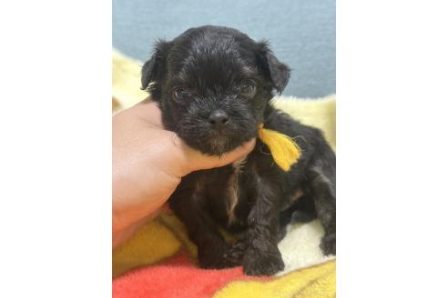 成約済の岡山県のチワプー:チワワ×トイプードル-376699の6枚目