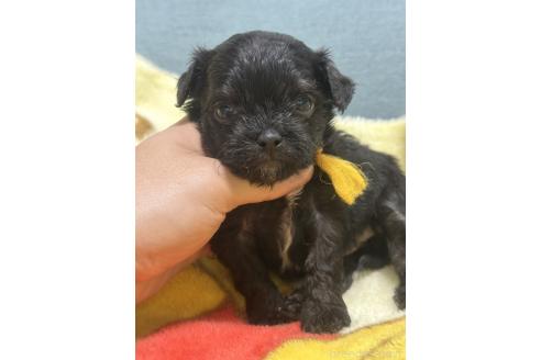 成約済の岡山県のチワプー:チワワ×トイプードル-376699の5枚目