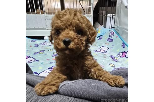 成約済の岡山県のトイプードル-374976の20枚目