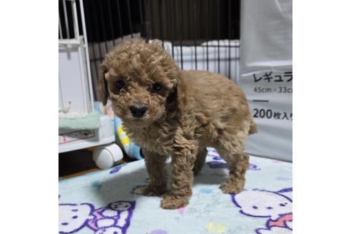 成約済の岡山県のトイプードル-374978の7枚目