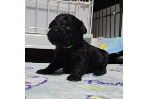成約済の岡山県のミックス犬-378317の8枚目