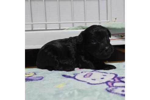 成約済の岡山県のミックス犬-378317の7枚目
