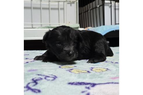 成約済の岡山県のミックス犬-378319の26枚目