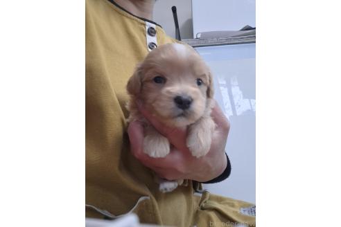 成約済の群馬県のマルプー:マルチーズ×トイプードル-379306の8枚目