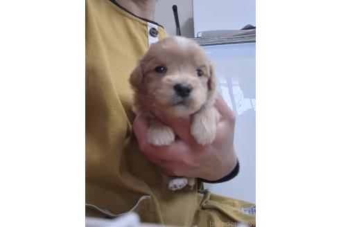 成約済の群馬県のマルプー:マルチーズ×トイプードル-379306の7枚目