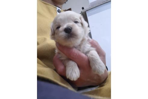 成約済の群馬県のマルプー:マルチーズ×トイプードル-379310の8枚目