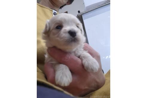 成約済の群馬県のマルプー:マルチーズ×トイプードル-379310の7枚目