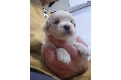 成約済の群馬県のマルプー:マルチーズ×トイプードル-379310の6枚目