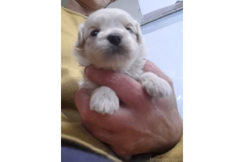 成約済の群馬県のマルプー:マルチーズ×トイプードル-379310の5枚目
