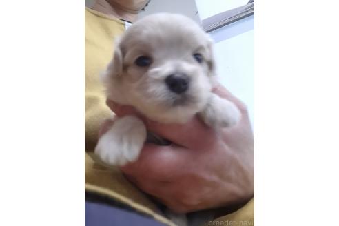 成約済の群馬県のマルプー:マルチーズ×トイプードル-379310の4枚目