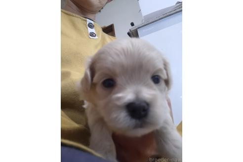 成約済の群馬県のマルプー:マルチーズ×トイプードル-379310の3枚目