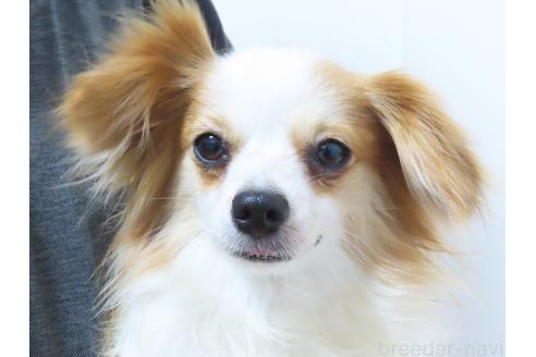 ランちゃん1枚目