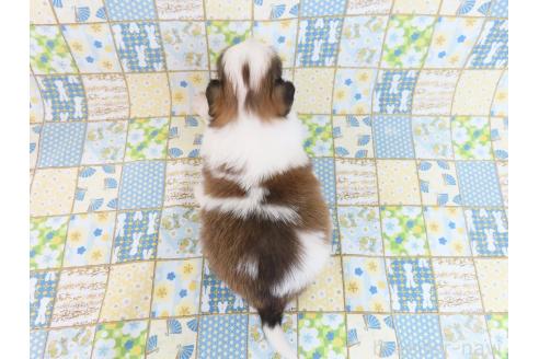 成約済の千葉県のパピヨン-379311の25枚目