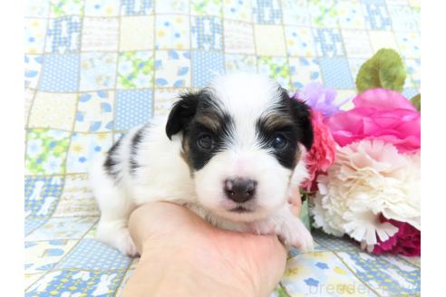 成約済の千葉県のパピヨン-379314の2枚目
