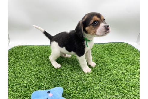 成約済の愛知県のビーグル-379321の4枚目