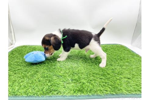 成約済の愛知県のビーグル-379321の3枚目