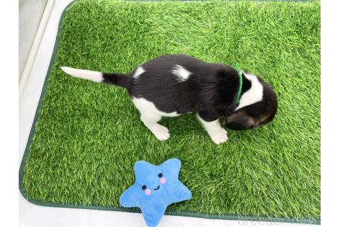 成約済の愛知県のビーグル-379321の2枚目