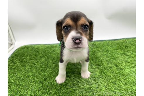 成約済の愛知県のビーグル-379321