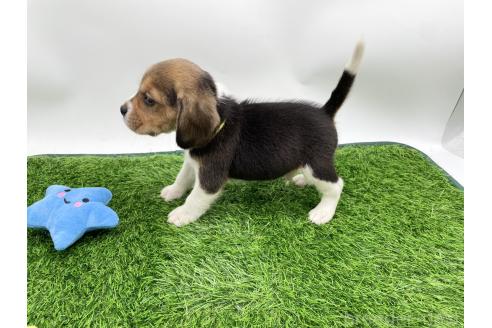 成約済の愛知県のビーグル-379323の4枚目