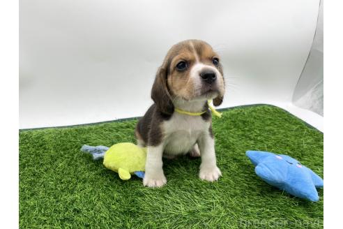 成約済の愛知県のビーグル-379323の3枚目