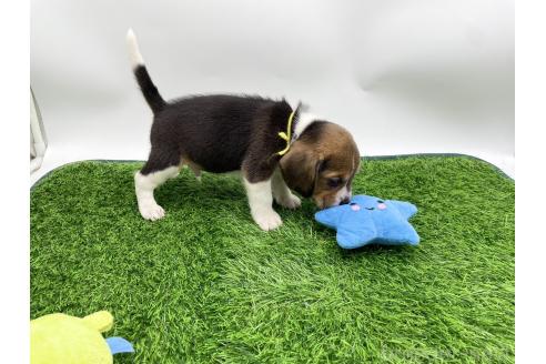 成約済の愛知県のビーグル-379323の2枚目