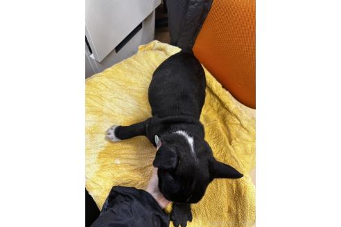 成約済の千葉県のフレンチブルドッグ-379342の3枚目