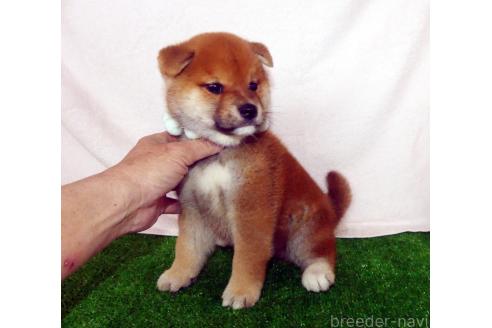 成約済の静岡県の柴犬-379357の4枚目