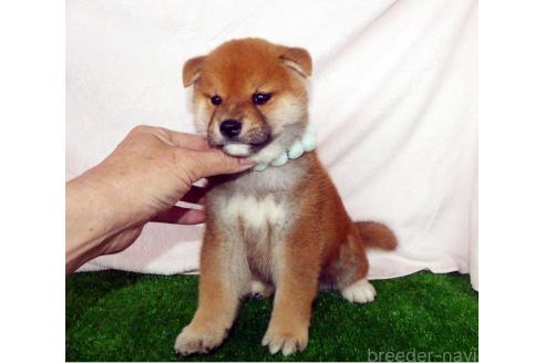 成約済の静岡県の柴犬-379357の3枚目