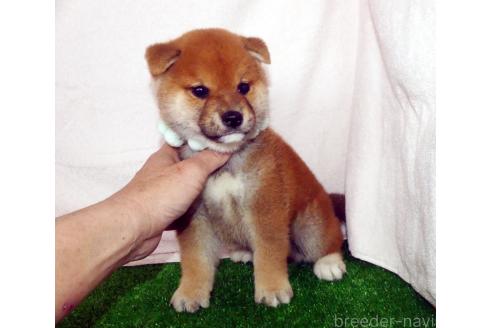 成約済の静岡県の柴犬-379357の2枚目