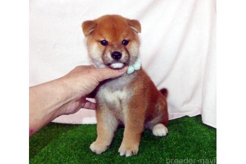 成約済のの柴犬-379357