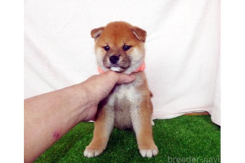 成約済の静岡県の柴犬-379358の3枚目