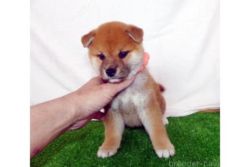 成約済の静岡県の柴犬-379358の2枚目
