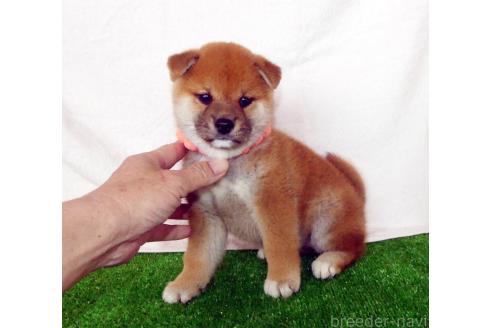 成約済の静岡県の柴犬-379358の1枚目