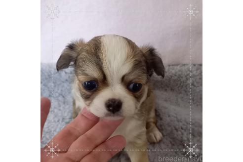成約済の山口県のチワワ(ロングコート)-376614の4枚目