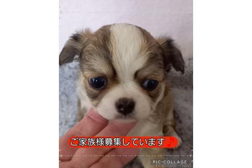 成約済の山口県のチワワ(ロングコート)-376614の3枚目