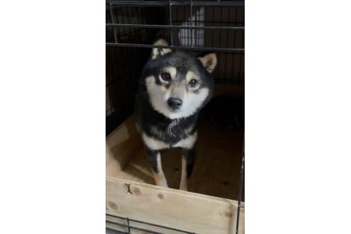 こまちちゃん1枚目