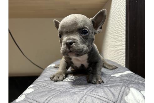 成約済の茨城県のエキゾチックブリー-375624の6枚目
