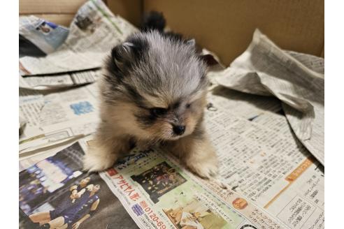 成約済の愛知県のポメラニアン-379383の5枚目