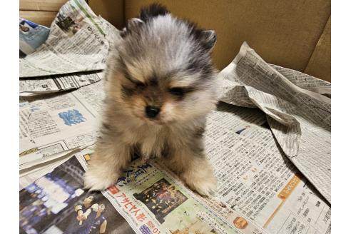 成約済の愛知県のポメラニアン-379383の4枚目